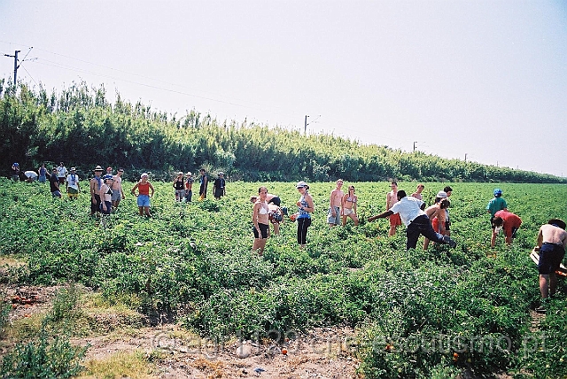 17.JPG - apanhando tomates